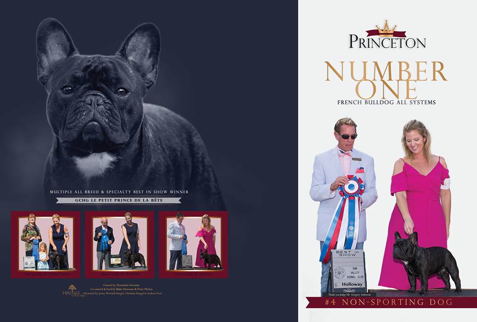 美国akc犬品种大全,法国斗牛犬详情介绍大全