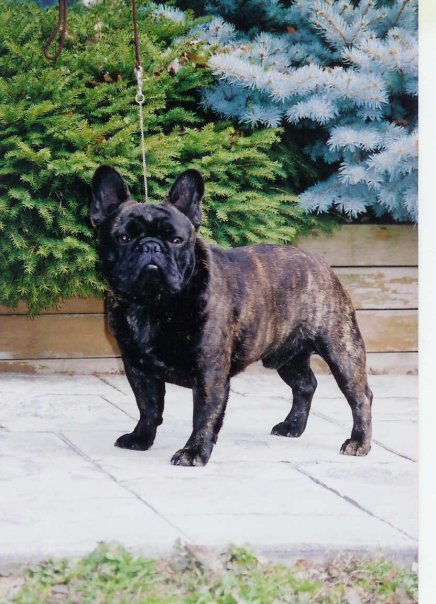 美国akc犬品种大全,法国斗牛犬详情介绍大全