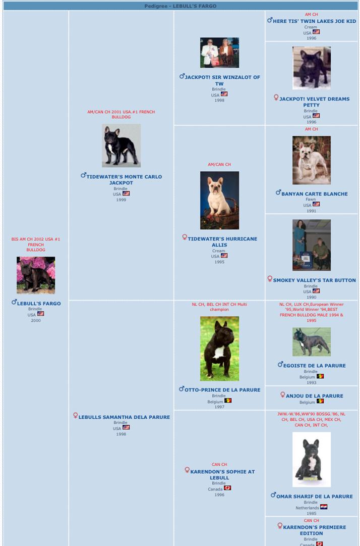 美国akc犬品种大全,法国斗牛犬详情介绍大全