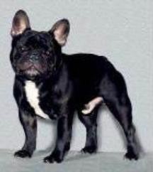 美国akc犬品种大全,法国斗牛犬详情介绍大全