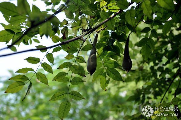儿童玩具无敌滑板车,ninebot电动滑板车拆解