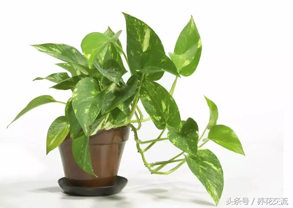 室内吸甲醛最好的绿植是什么,净化室内甲醛的绿植是什么