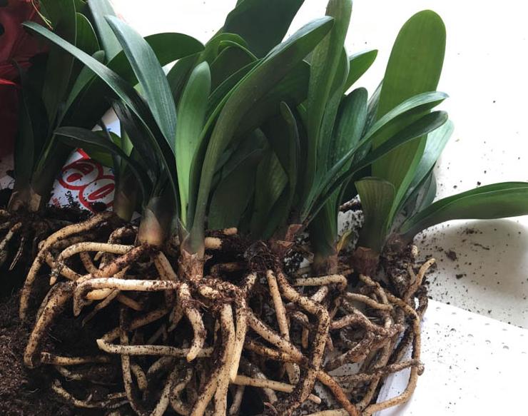 君子兰的养殖方法怎么养才茂盛,开花君子兰的养殖方法和关注事项