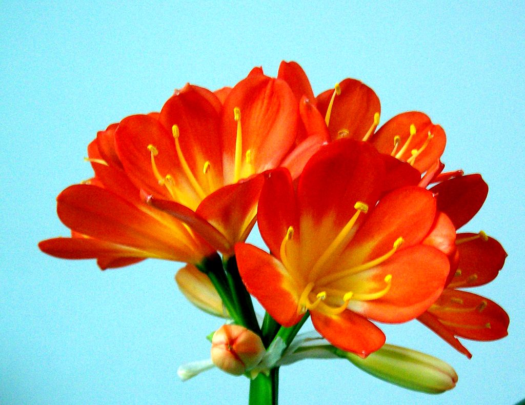 君子兰的养殖方法怎么养才茂盛,开花君子兰的养殖方法和关注事项