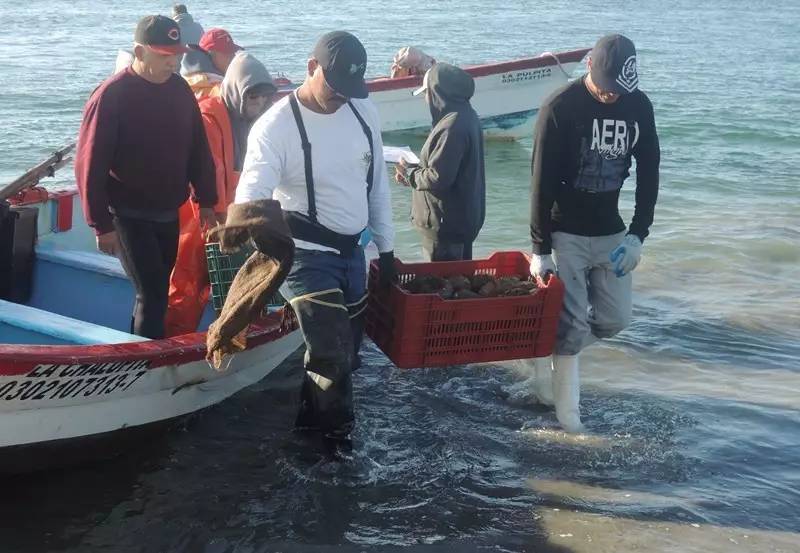 买鲍鱼关注事项,罐头鲍鱼的正确挑选方法