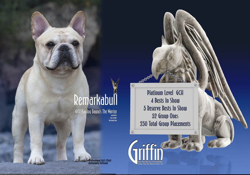 美国akc犬品种大全,法国斗牛犬详情介绍大全