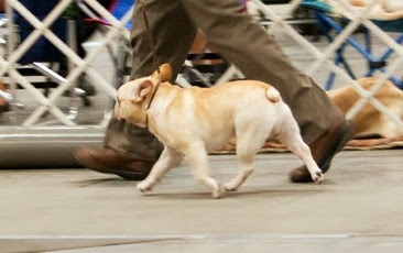 美国akc犬品种大全,法国斗牛犬详情介绍大全