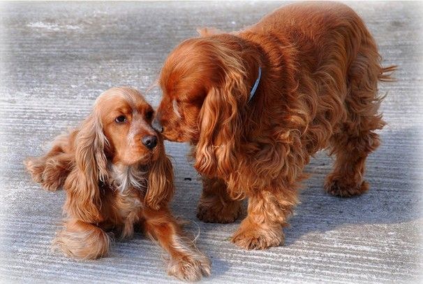 10种对孩童最友善的狗狗,性格温顺的狗都有哪些