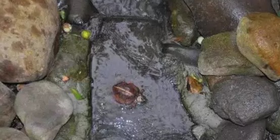 不养龟怎么知道养龟人的乐趣,你没养过狗永远不知道养狗的快乐