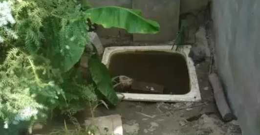 不养龟怎么知道养龟人的乐趣,你没养过狗永远不知道养狗的快乐