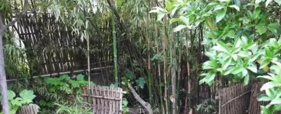 不养龟怎么知道养龟人的乐趣,你没养过狗永远不知道养狗的快乐