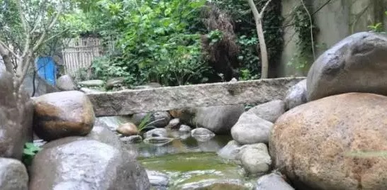 不养龟怎么知道养龟人的乐趣,你没养过狗永远不知道养狗的快乐