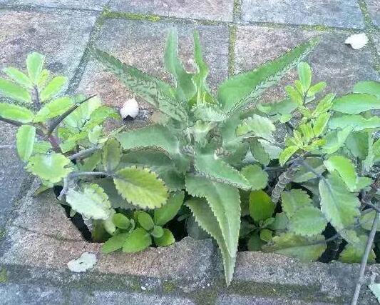 多肉徒长却更好看,多肉徒长更好看