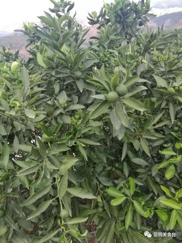 云南最神秘的六个野温泉，峡谷弥漫雾气小鱼咬脚，车底盘常常被刮