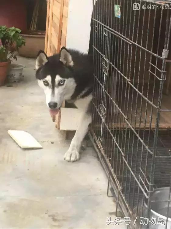 我的哈士奇,我的哈士奇有多厉害