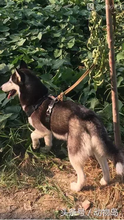 我的哈士奇,我的哈士奇有多厉害