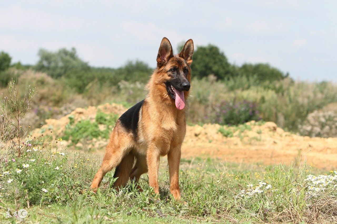 饲养德国牧羊犬要关注事项,饲养德牧