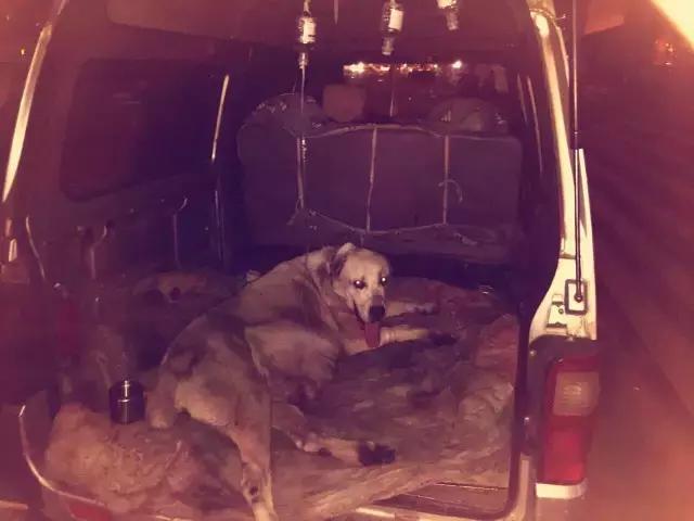 整整生了31只！世界为它鼓掌，国家为它颁奖~