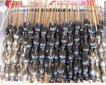 这些美味的虫子你敢吃吗,盘点可以吃的虫子