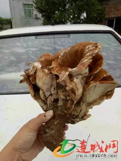 10种最奇特的蘑菇,中国最罕见的蘑菇是什么菇