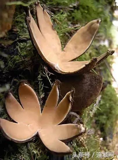 10种最奇特的蘑菇,中国最罕见的蘑菇是什么菇