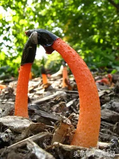 10种最奇特的蘑菇,中国最罕见的蘑菇是什么菇