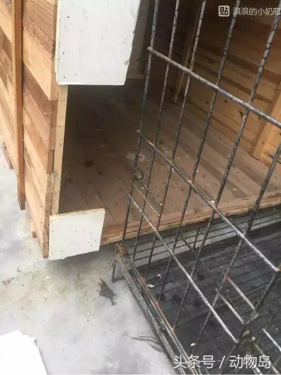 我的哈士奇,我的哈士奇有多厉害