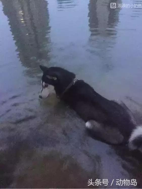 我的哈士奇,我的哈士奇有多厉害