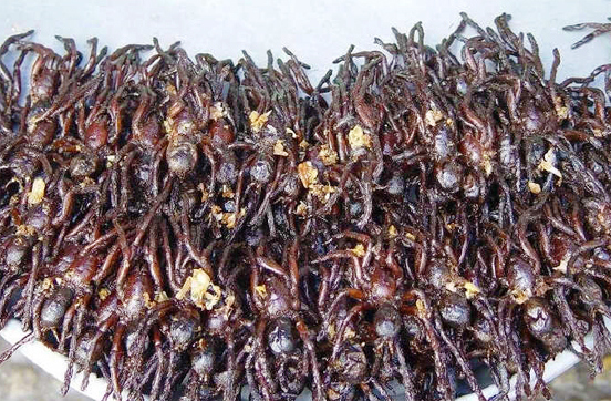 这些美味的虫子你敢吃吗,盘点可以吃的虫子