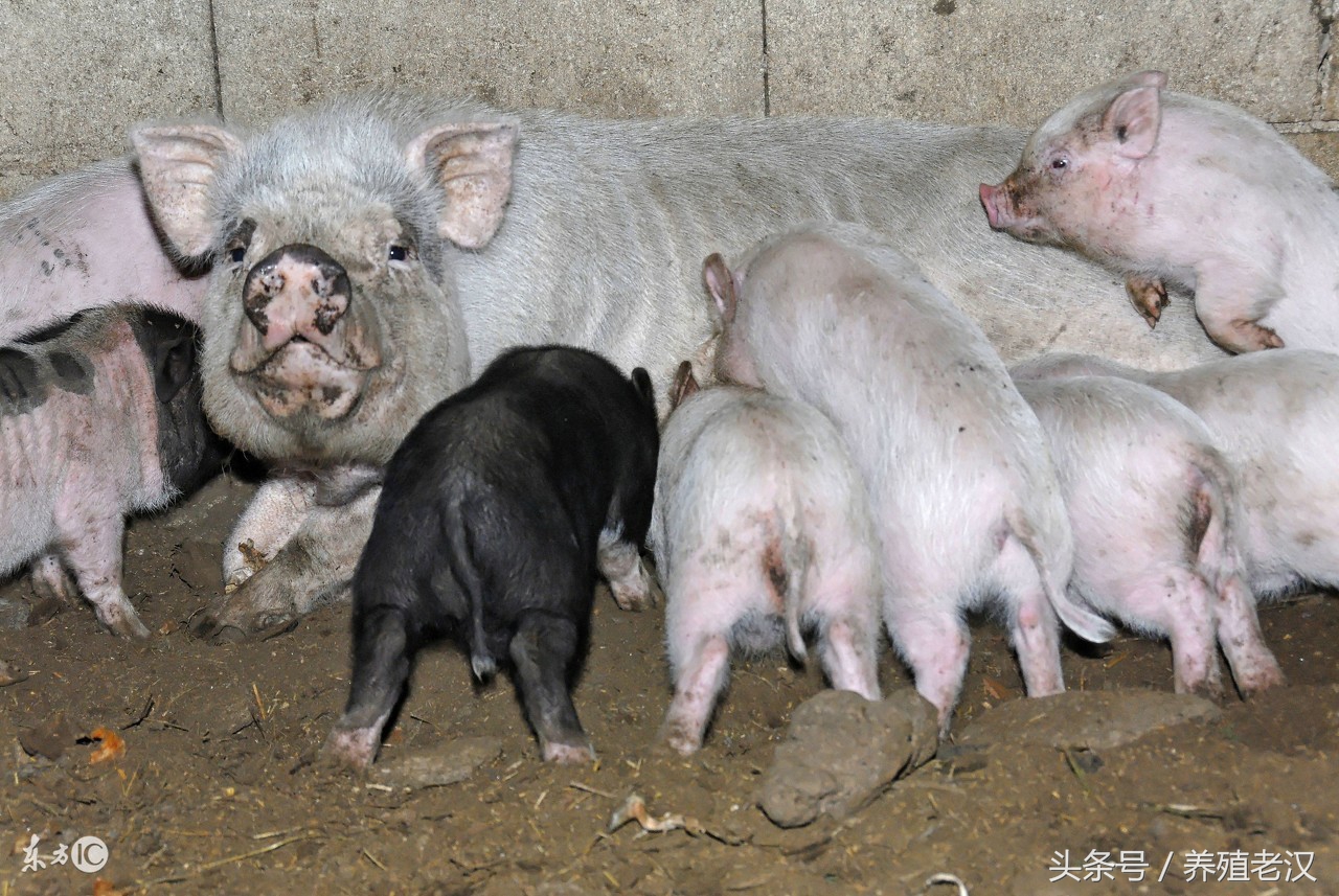 母猪有子宫内膜炎可以输精不,母猪子宫内膜炎怎么治疗