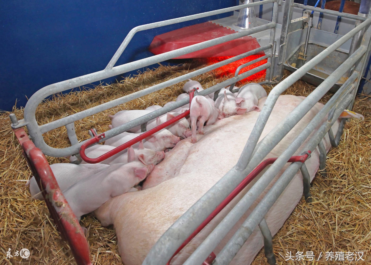 母猪有子宫内膜炎可以输精不,母猪子宫内膜炎怎么治疗