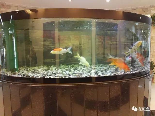 锦鲤鱼缸水浑浊怎么变清澈,锦鲤鱼缸一喂食就水浑浊