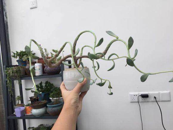 多肉徒长却更好看,多肉徒长更好看