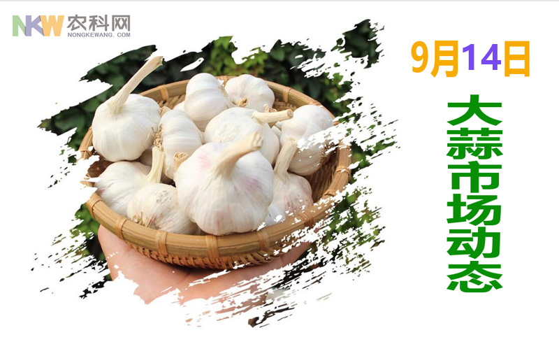 6月14日金乡产区大蒜价格行情,9月6日大蒜最新价格行情