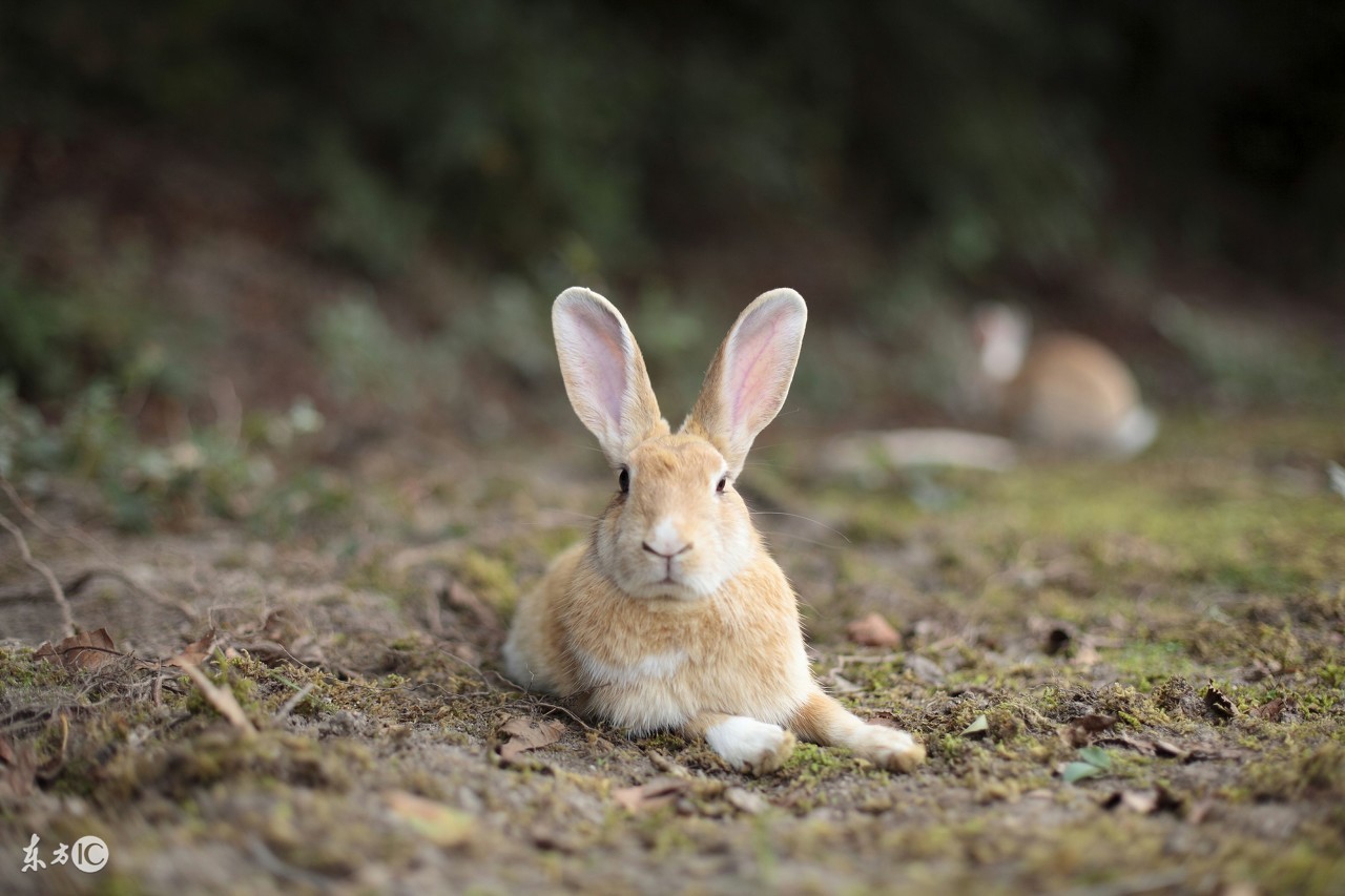 大蛇袭击小兔子 (大蛇袭击小兔的视频)