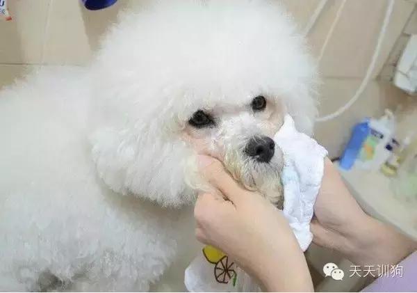 狗狗泪痕怎么去除用什么眼药水,狗狗泪痕抹玉米淀粉可以去除吗