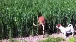 别看我足球不行但我篮球行啊