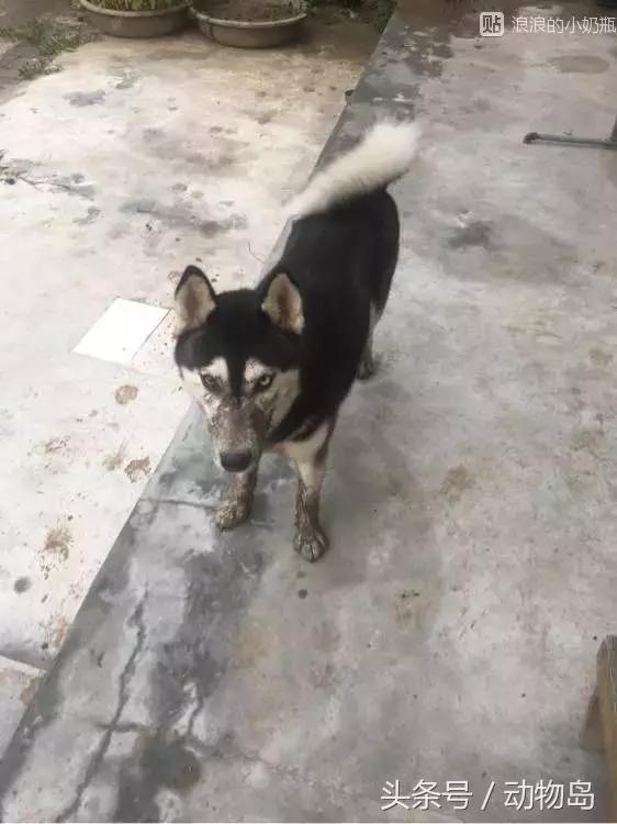 我的哈士奇,我的哈士奇有多厉害