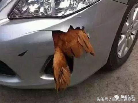 高速不谨慎撞到动物,高速上撞了动物怎么处理