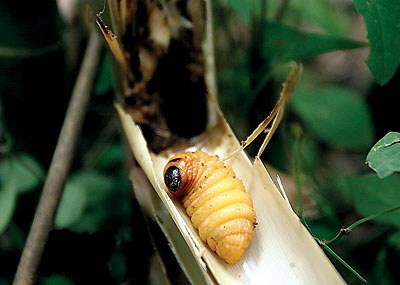 这些美味的虫子你敢吃吗,盘点可以吃的虫子