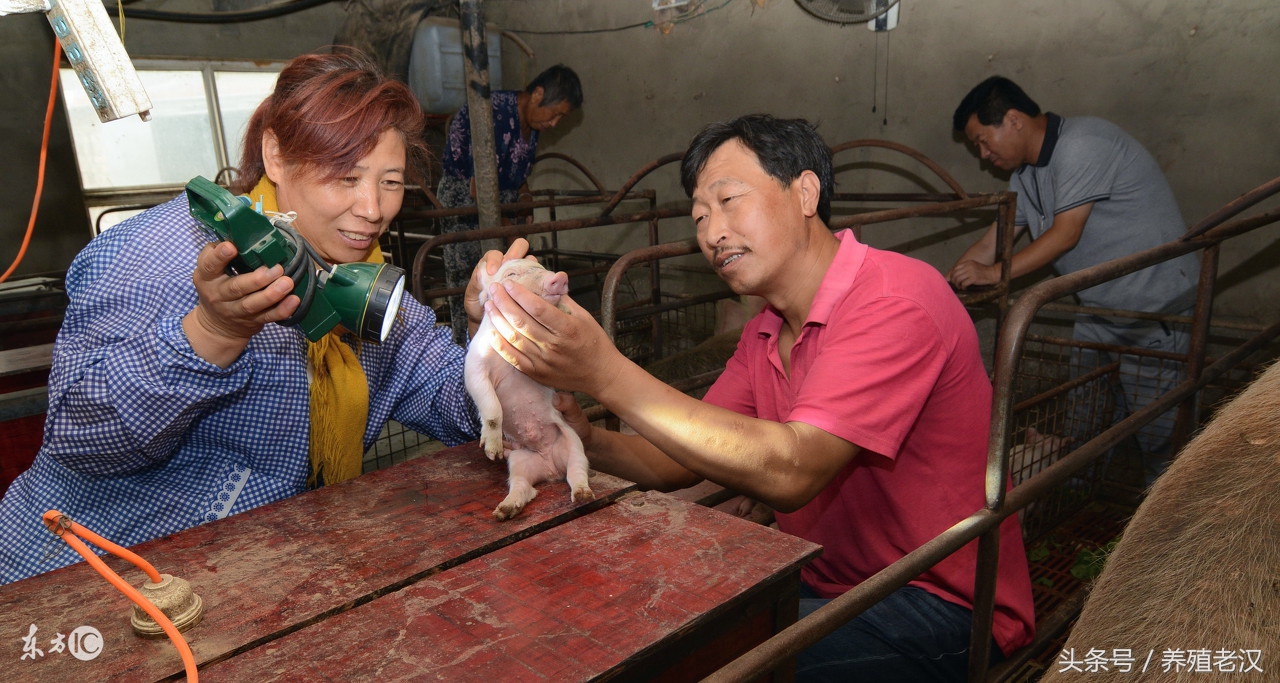 母猪有子宫内膜炎可以输精不,母猪子宫内膜炎怎么治疗