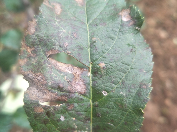 苹果叶子有黑色斑点什么情况？教你4种方法防治！
