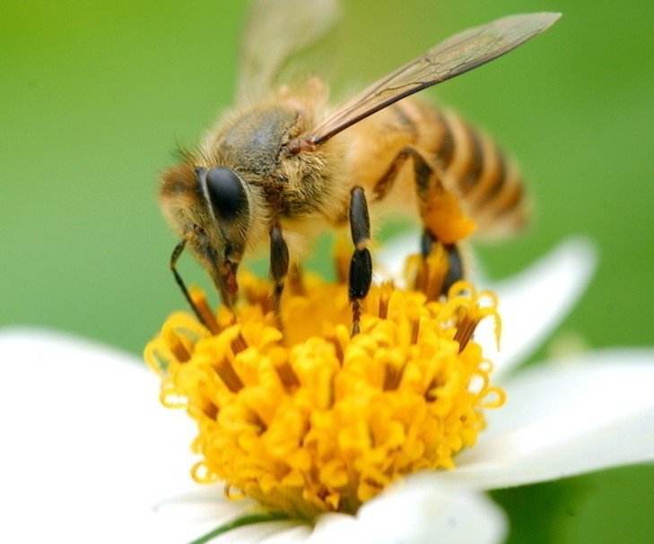 买蜂蜜看mgs还是umf,umf麦卢卡蜂蜜