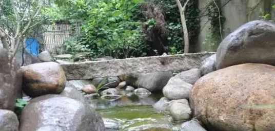 不养龟怎么知道养龟人的乐趣,你没养过狗永远不知道养狗的快乐