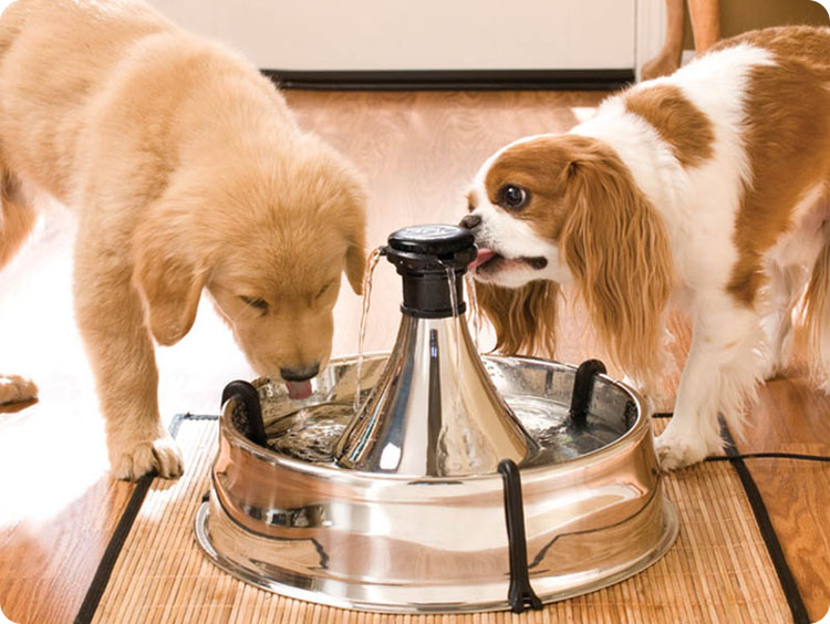 瀹犵墿鍠濅笉骞插噣鐨勬按鐢熺梾,瀹犵墿涔辨媺灞庡翱鎬庝箞瑙ｅ喅