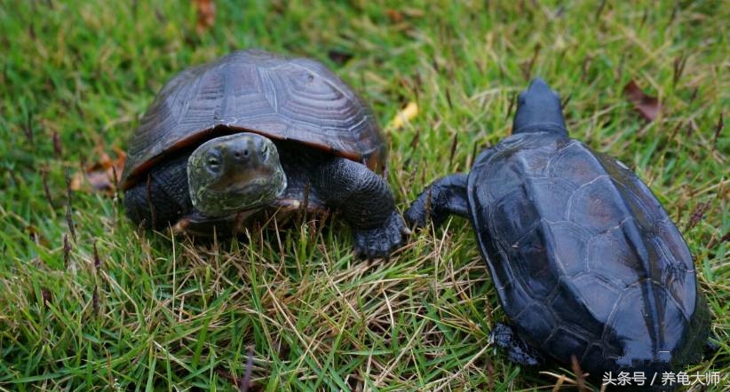 石金钱龟为什么崩盘,龟价低迷怎么办