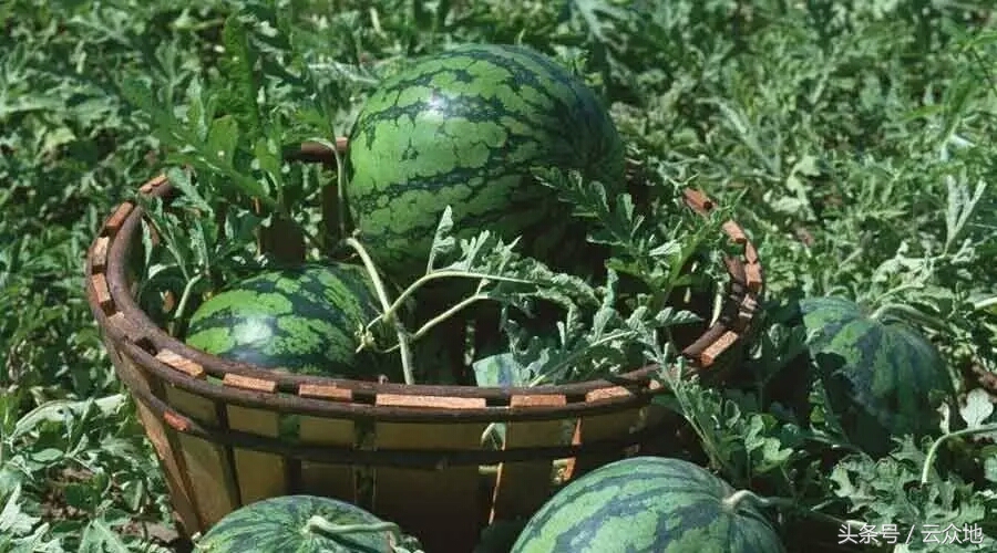 西瓜白粉虱用什么药效果最好,西瓜白粉虱怎么彻底消灭