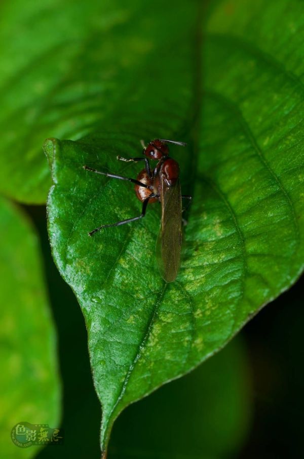 这些美味的虫子你敢吃吗,盘点可以吃的虫子