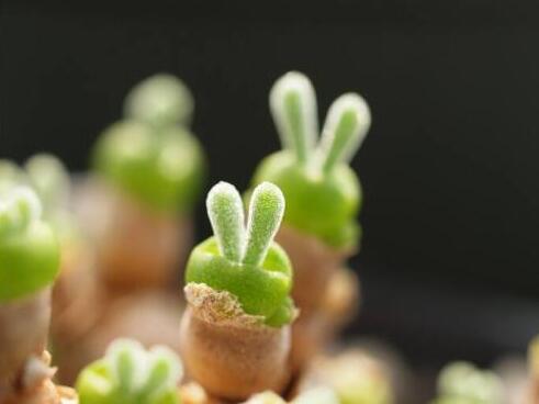 多肉徒长却更好看,多肉徒长更好看