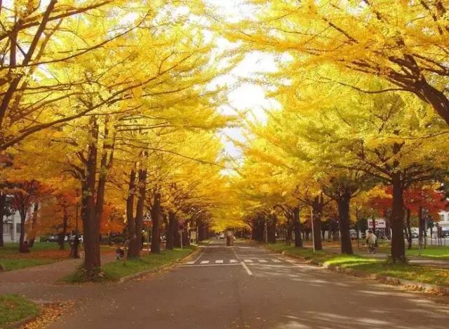 最全旅行干货,日本的干货